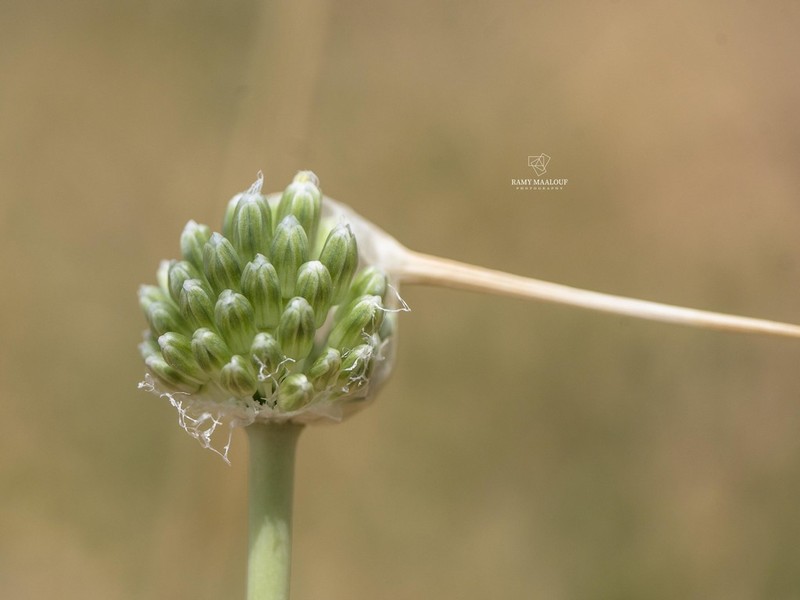 Allium affine photo 2
