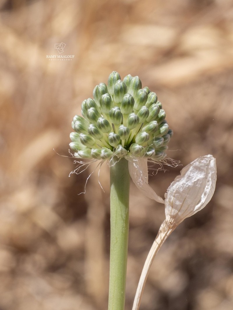 Allium affine photo 3