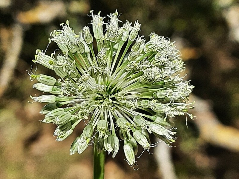 Allium affine photo 4