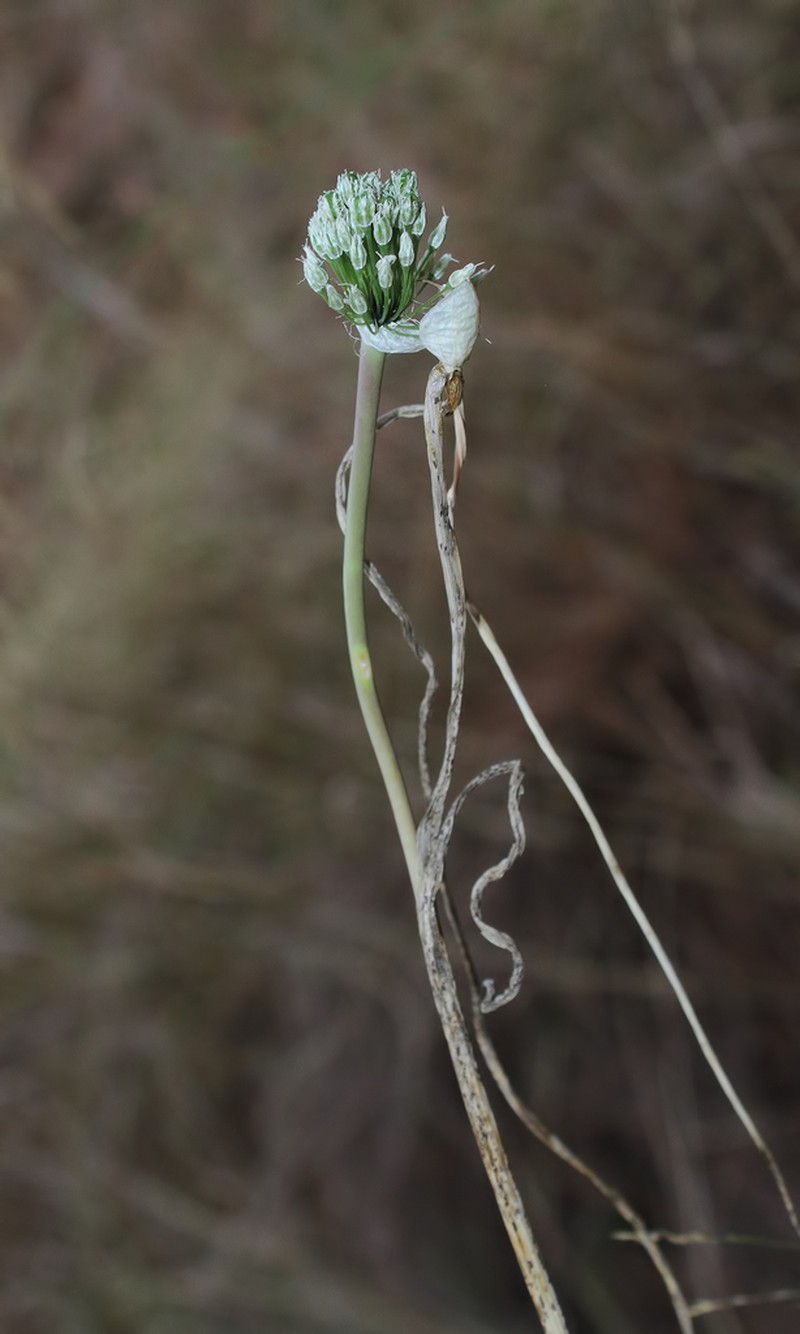Allium affine photo 5