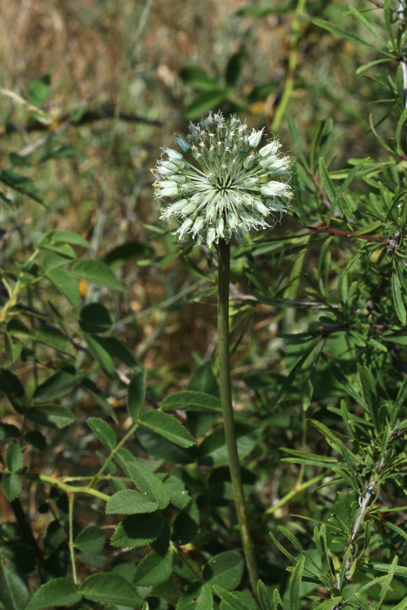 Allium affine photo 6