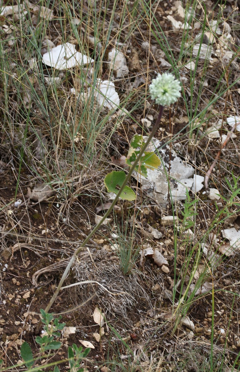 Allium affine photo 7