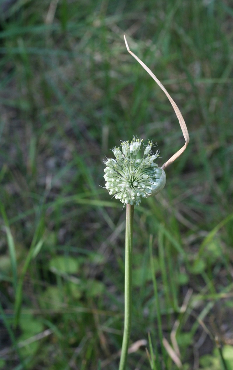 Allium affine photo 8