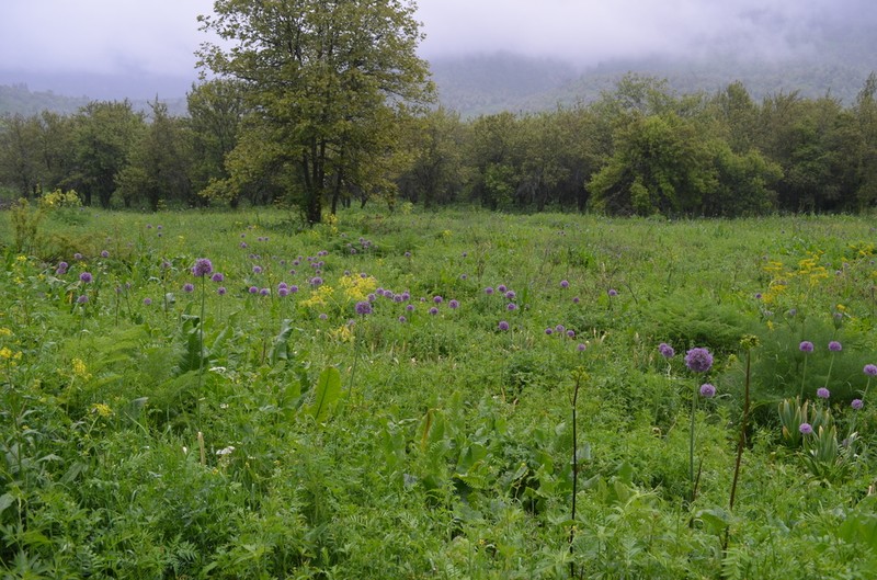 Allium aflatunense photo 3