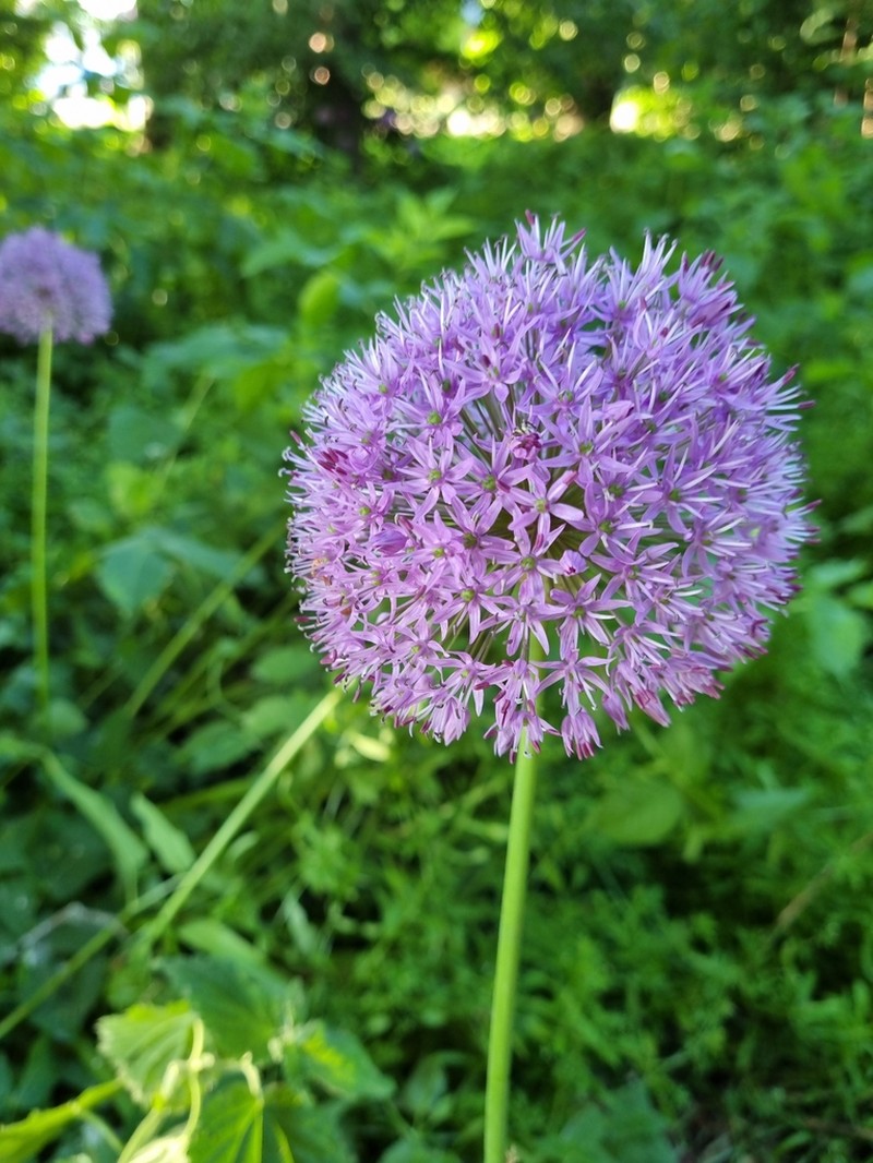 Allium aflatunense photo 4