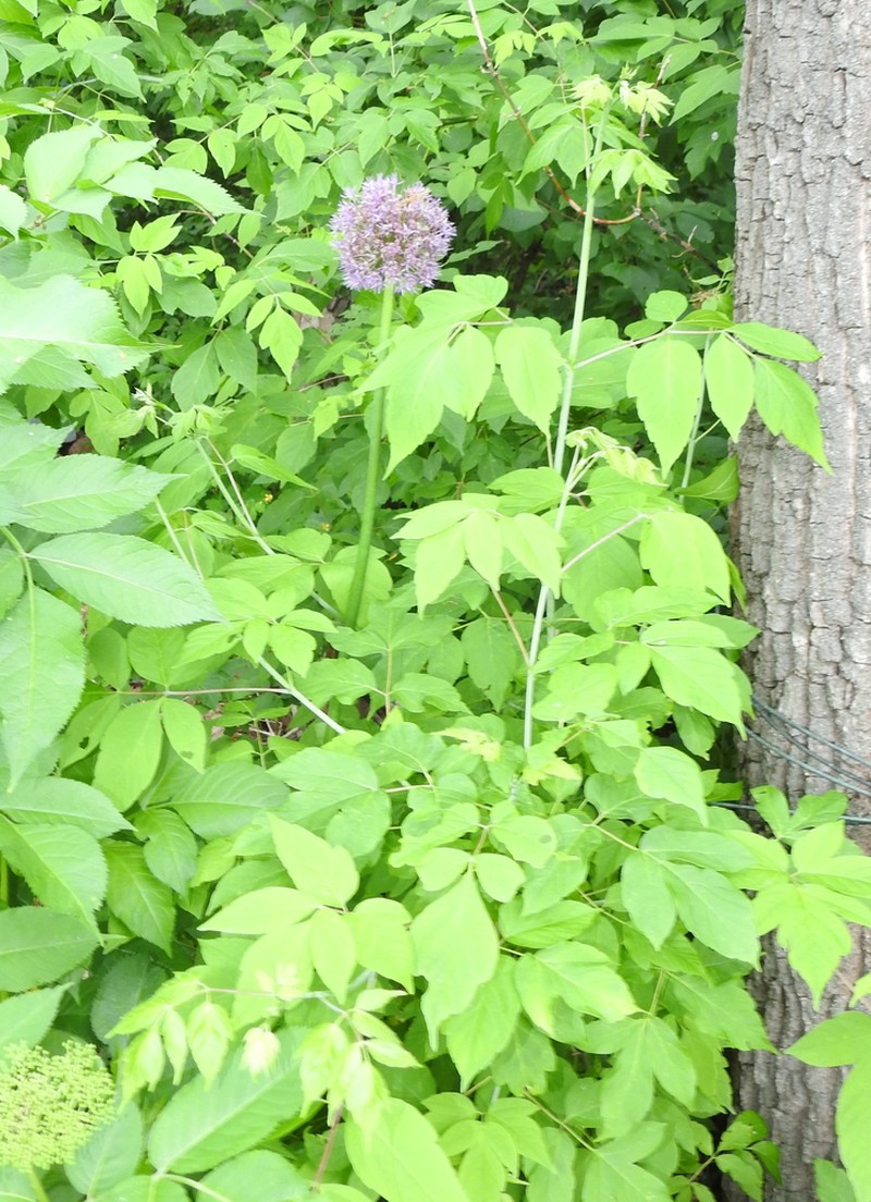Allium aflatunense photo 6