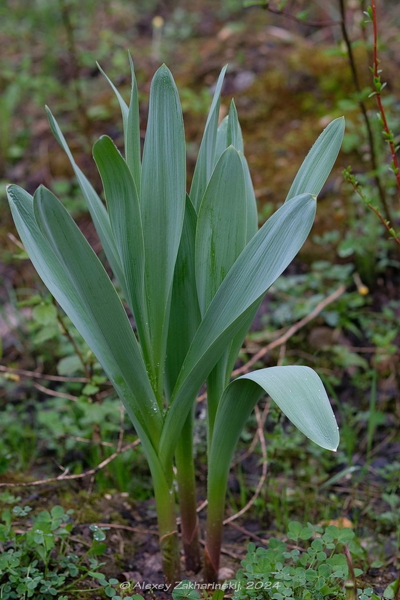 Allium aflatunense photo 7