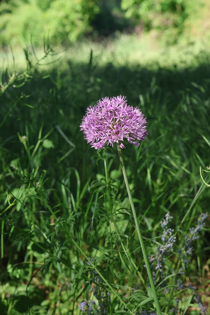 Allium aflatunense photo 8