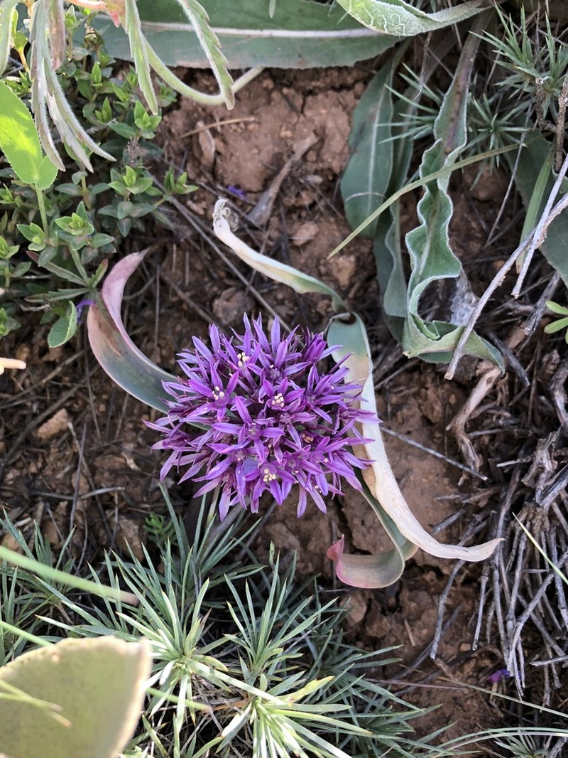 Allium akaka photo 3