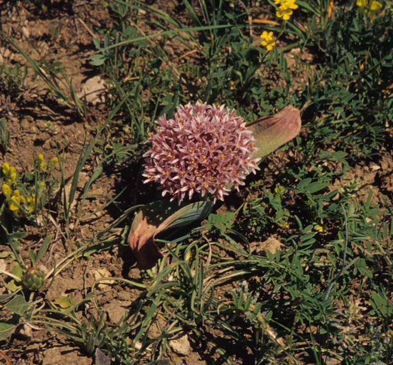Allium akaka photo 4