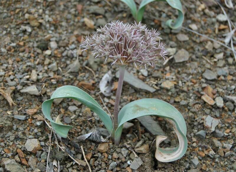 Allium akaka photo 5