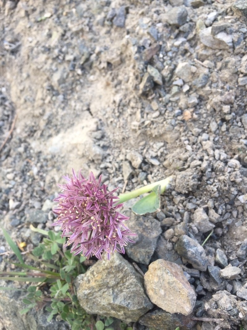 Allium akaka photo 6