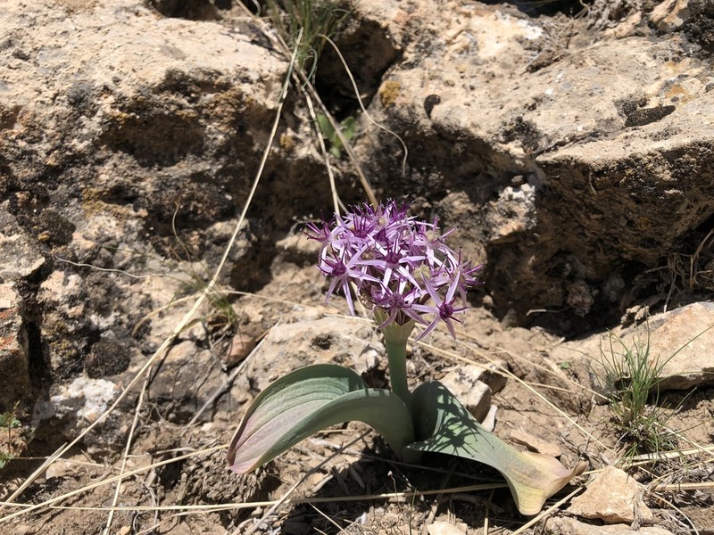 Allium akaka photo 7