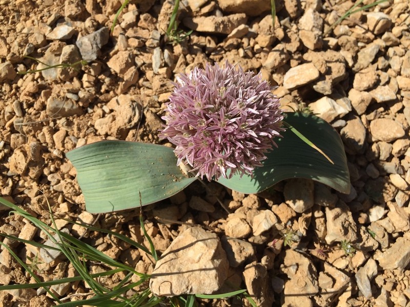 Allium akaka photo 8