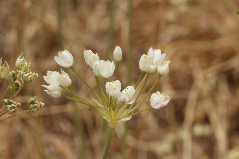 Allium akirense