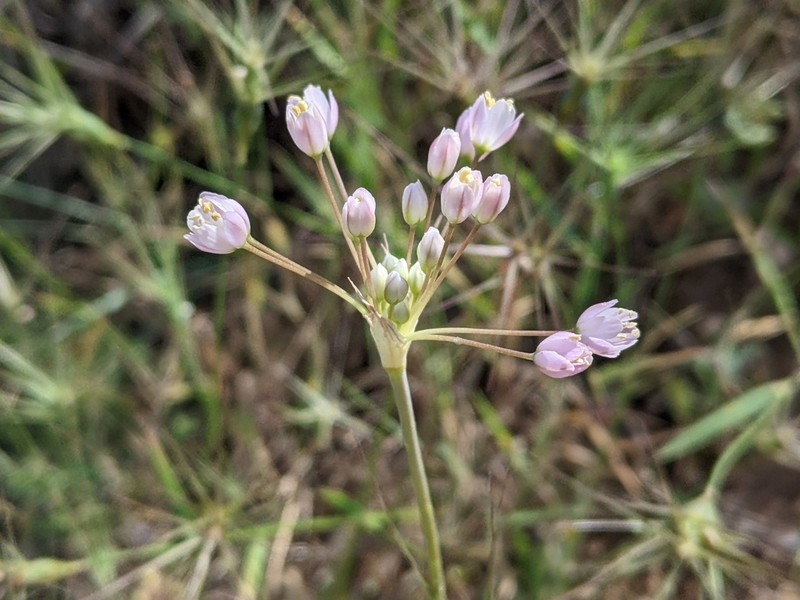 Allium akirense photo 2