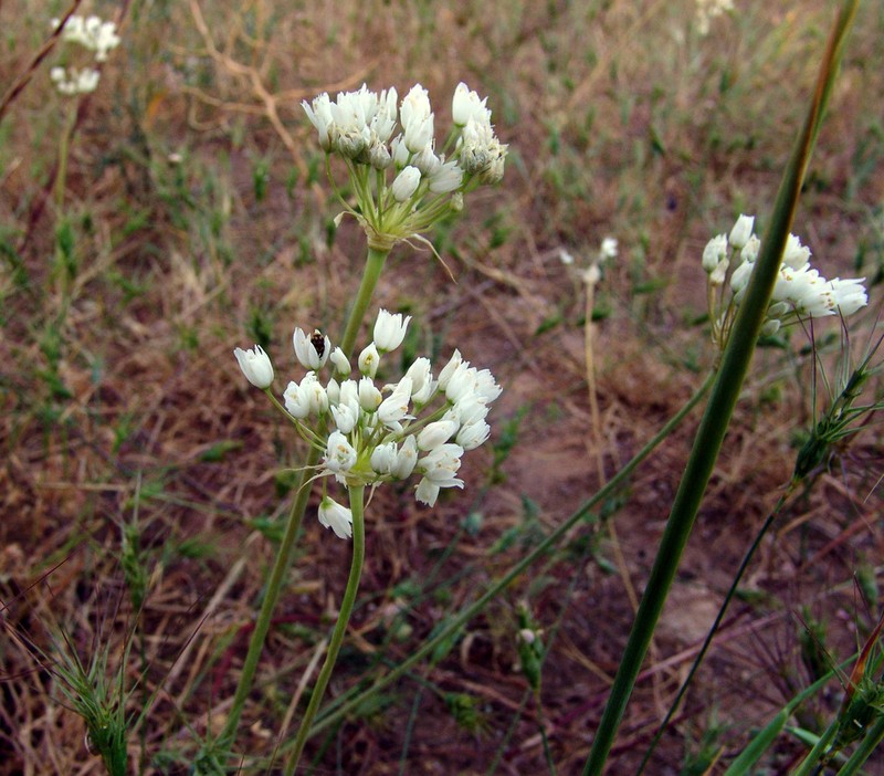 Allium akirense photo 3