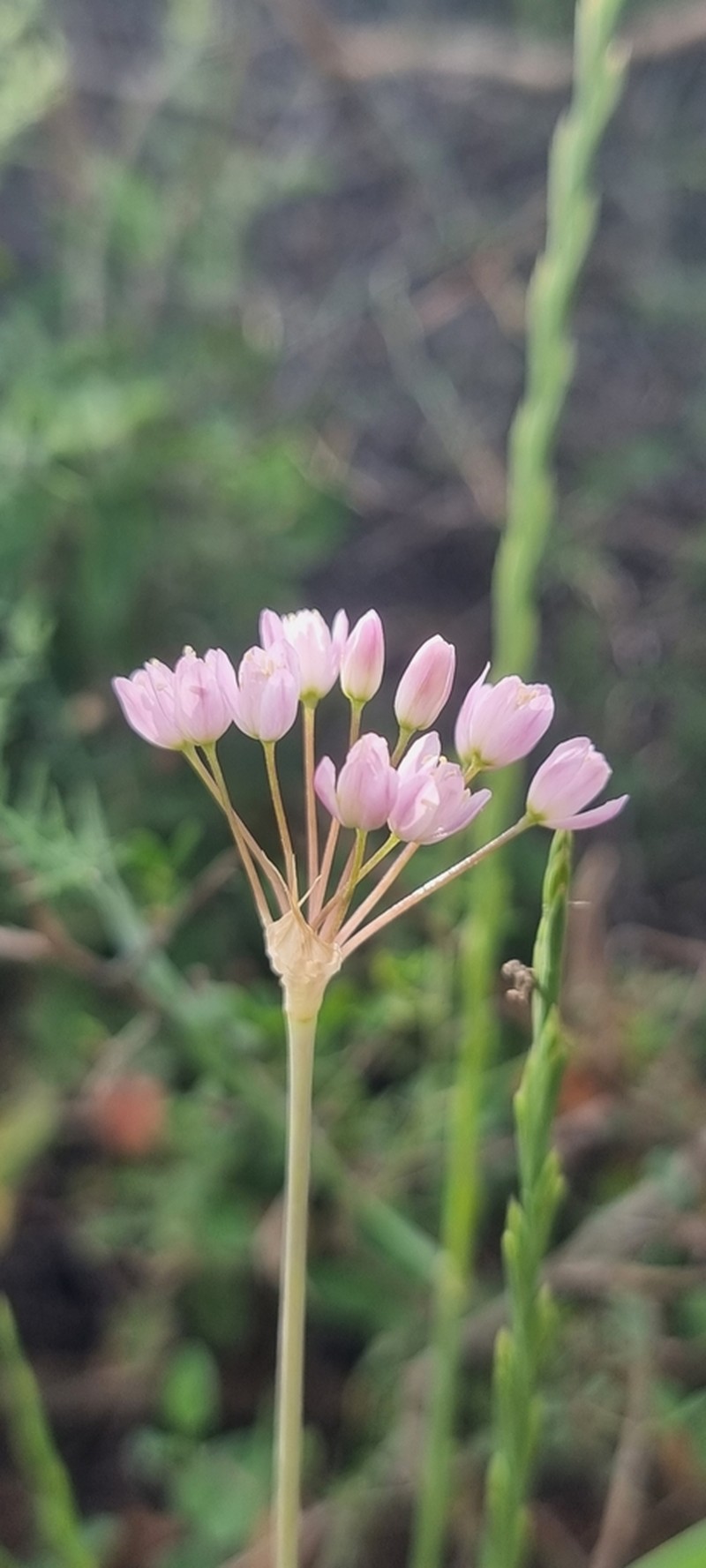 Allium akirense photo 4