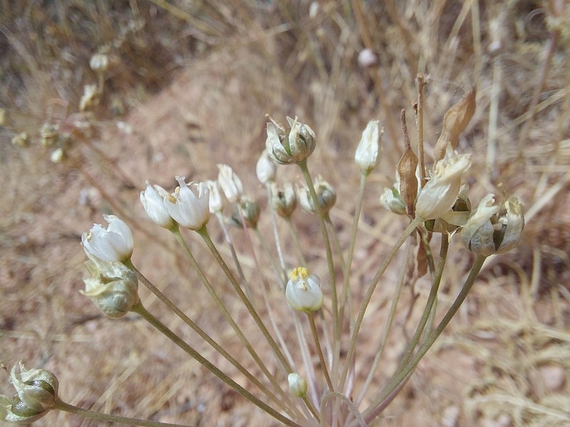 Allium akirense photo 5