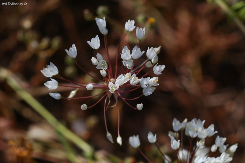 Allium akirense photo 6