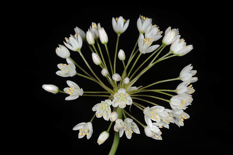 Allium akirense photo 7