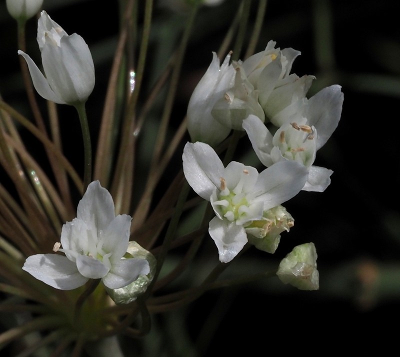 Allium akirense photo 8