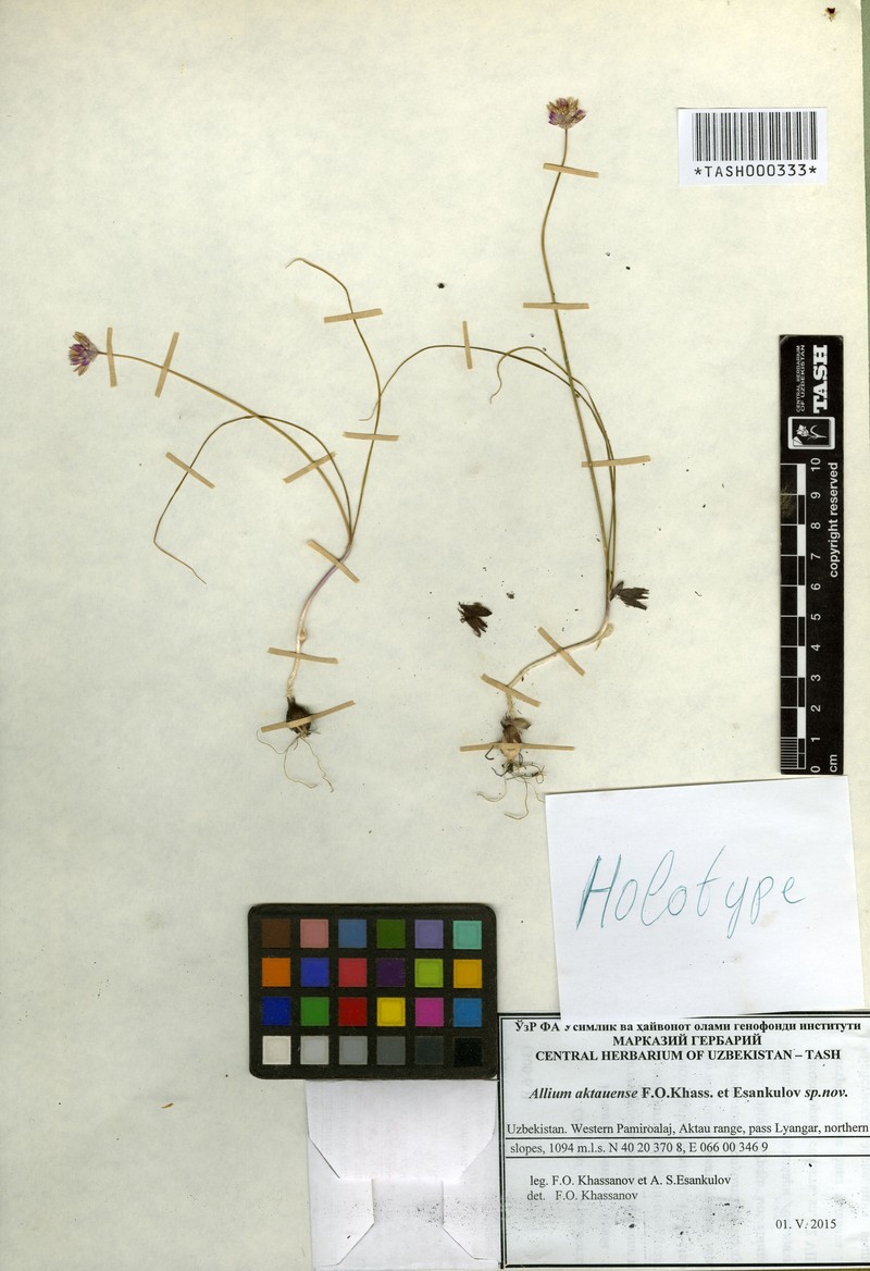 Allium aktauense