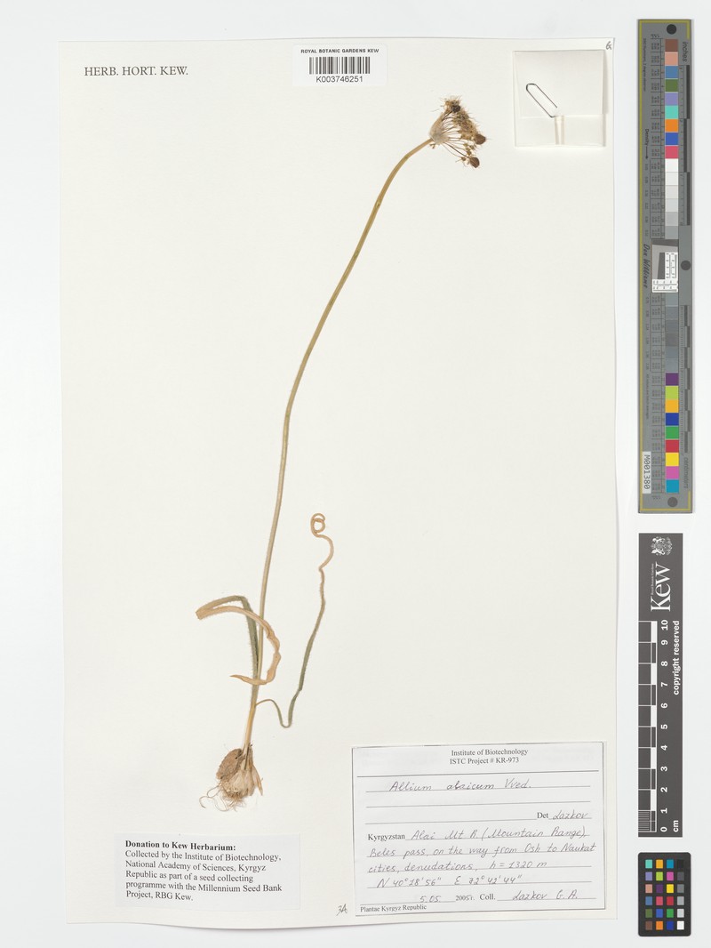 Allium alaicum