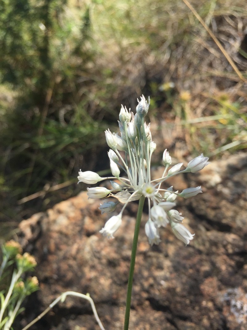 Allium albanicum photo 2