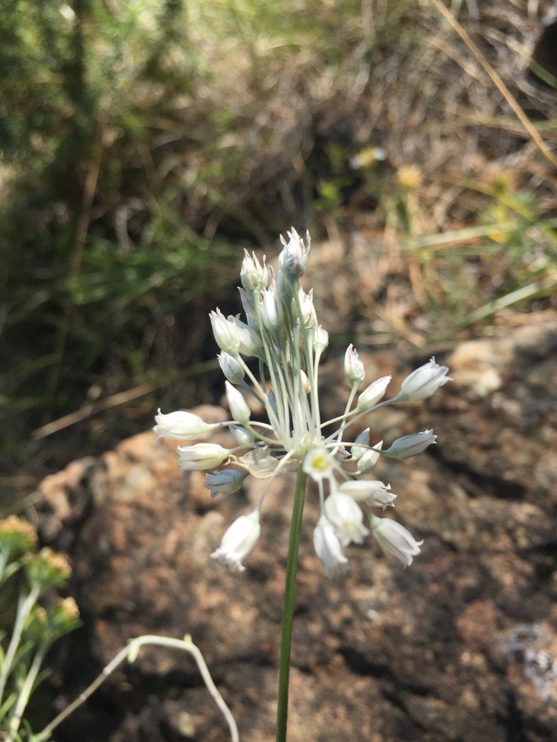 Allium albanicum photo 2