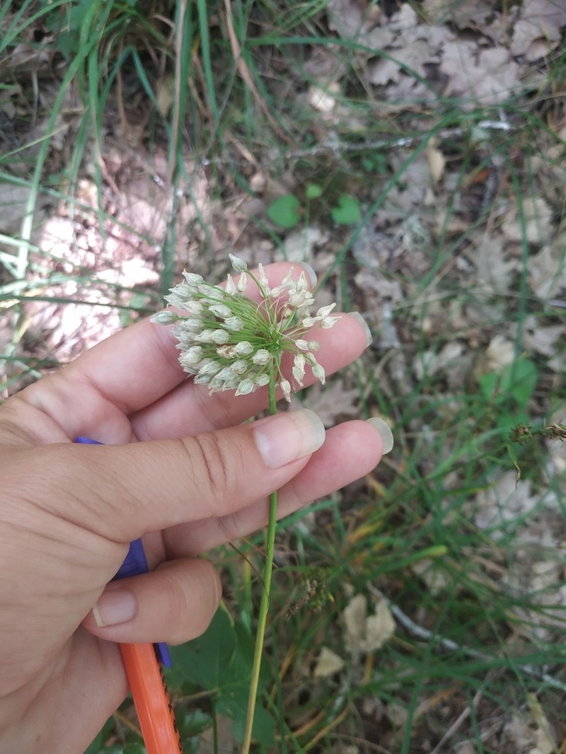 Allium albiflorum