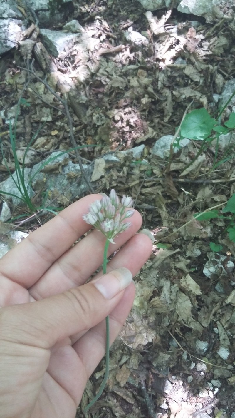 Allium albiflorum photo 2