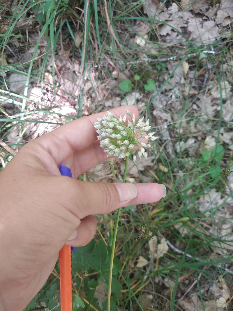 Allium albiflorum photo 3