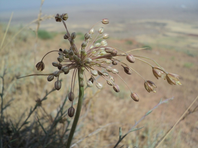 Allium albotunicatum