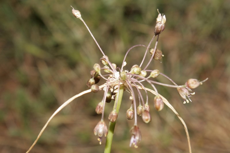 Allium albotunicatum photo 2