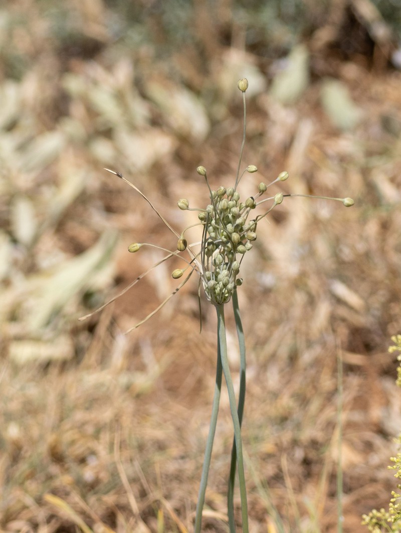 Allium albotunicatum photo 3