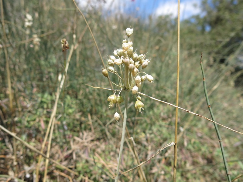 Allium albotunicatum photo 4