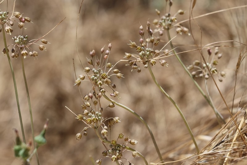 Allium albotunicatum photo 5