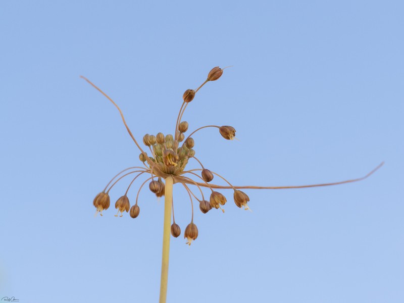 Allium albotunicatum photo 6