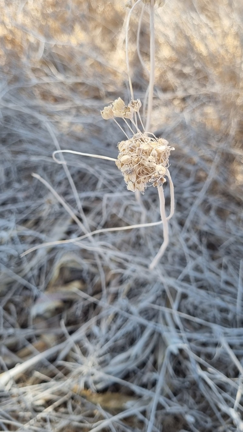 Allium albotunicatum photo 7
