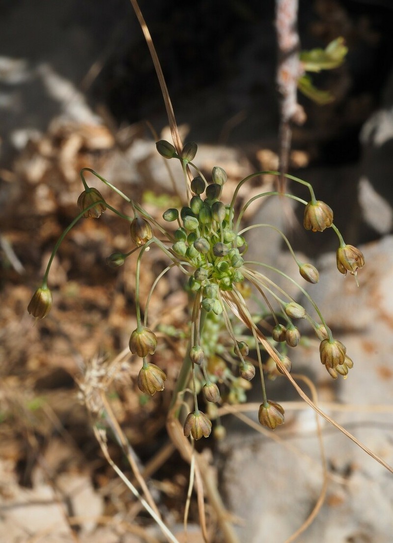Allium albotunicatum photo 8