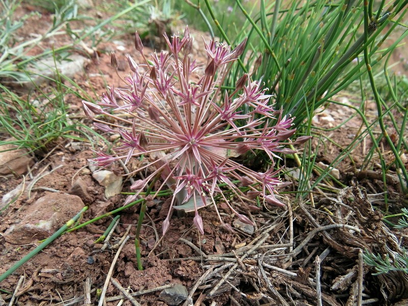 Allium alexeianum