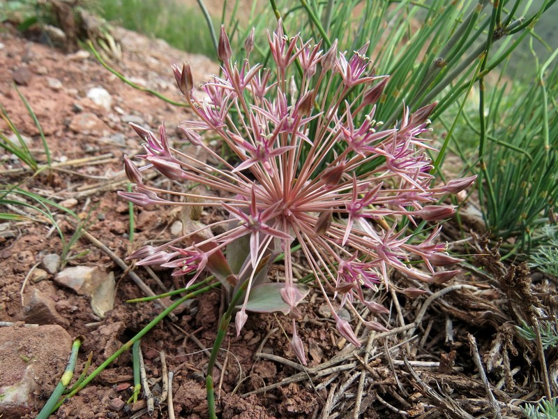 Allium alexeianum photo 2