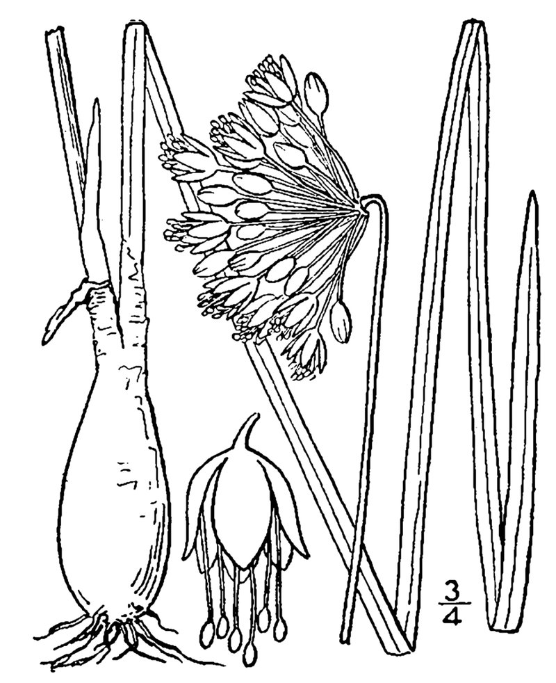 Allegheny Onion photo 4