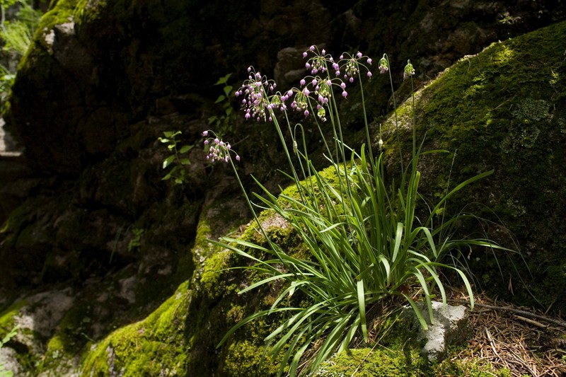 Allegheny Onion photo 2