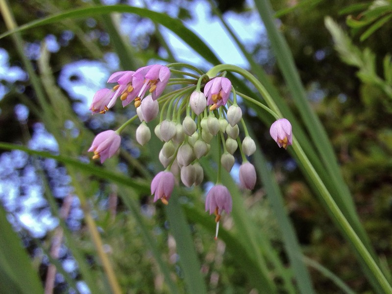 Allegheny Onion photo 3