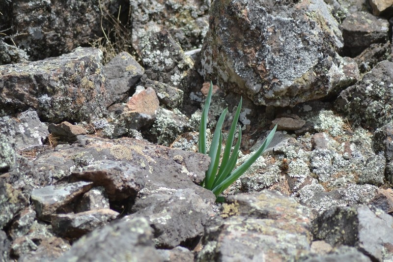 Allium altaicum photo 2