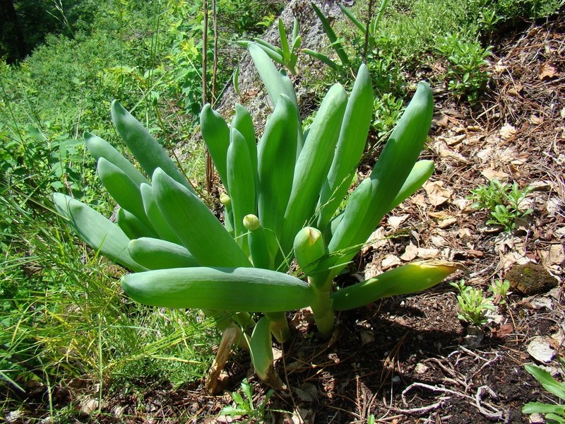 Allium altaicum photo 4