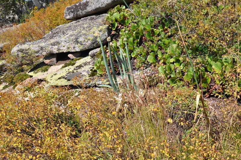 Allium altaicum photo 5