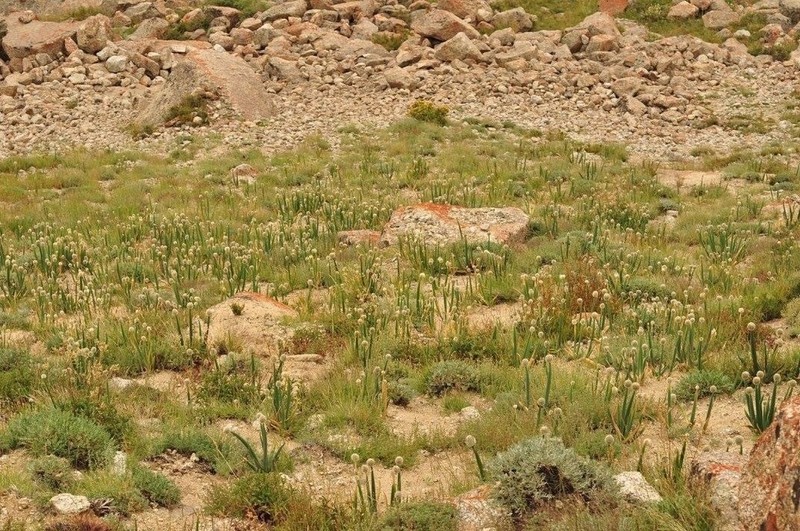 Allium altaicum photo 7
